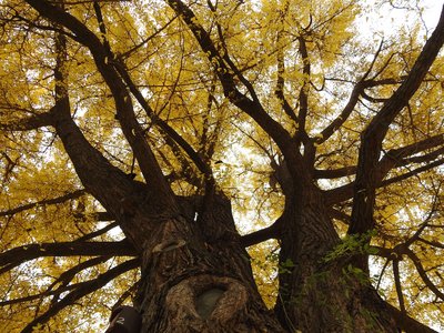 Baum Herbst